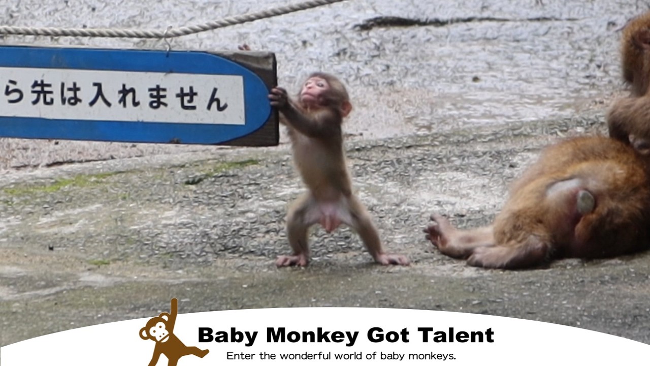 Что произойдет, если детеныш обезьяны будет играть один? / monpai monyet snow monkey