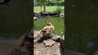 My ducky kiwi!! :3 #duck #farm #chickens #pond
