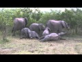 Elephants Funny Behavior at Nkorho December 2012