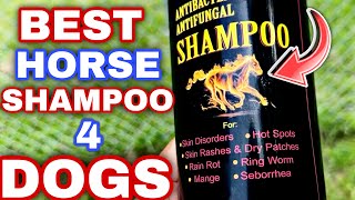 AntiYeast & Mange Shampoo For Dogs | Won't Believe The Brand!!!