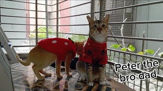 Cat dad peter #cat #funny #funnycats #kitten by Hope & Fun 482 views 3 months ago 1 minute, 16 seconds