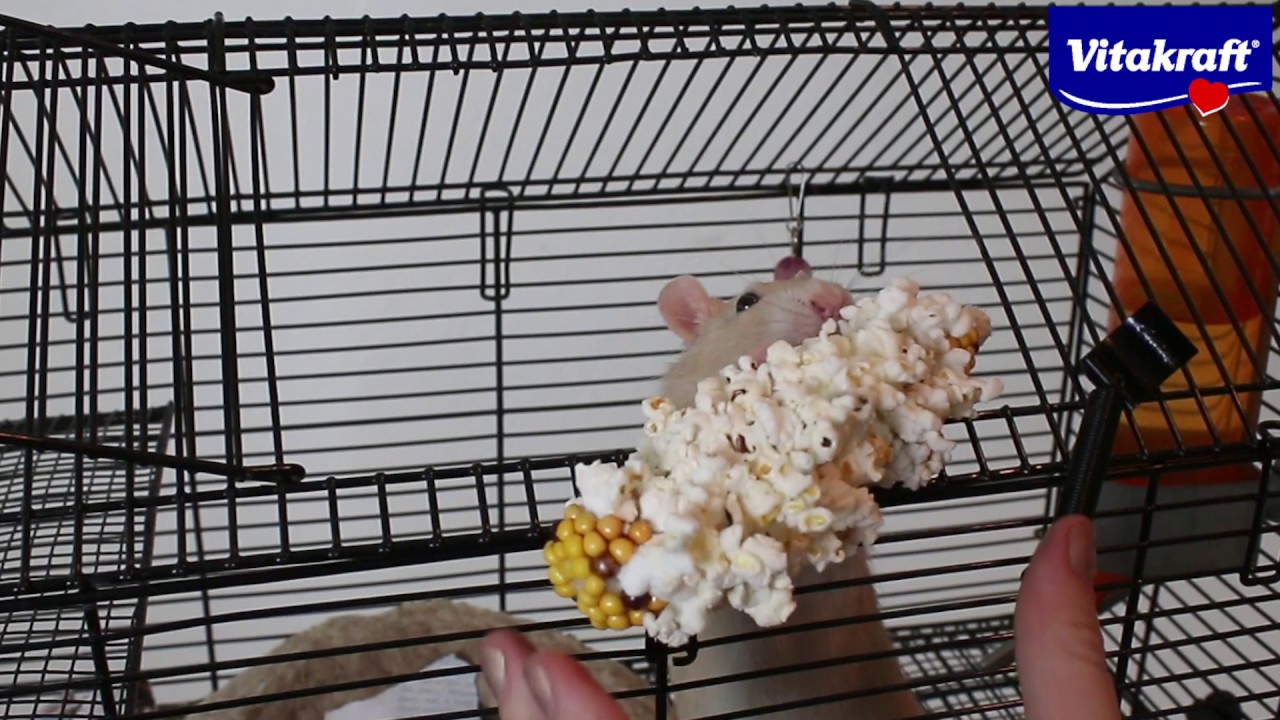 Vitakraft MiniPop Treat for Birds and Small Animals YouTube