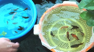 Aquarium (Goudvis) 24 maanden