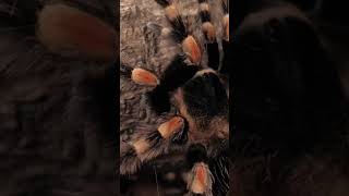 2311 1016465 mp3