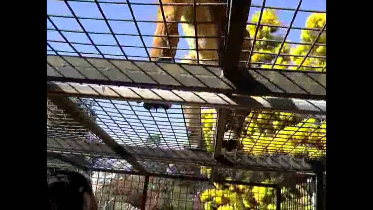 camera iphone 8 plus apk The Lion Encounter