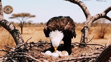 Courageous Rescue Team Subdues Giant Python to Save a Vulnerable Broodmare ! 