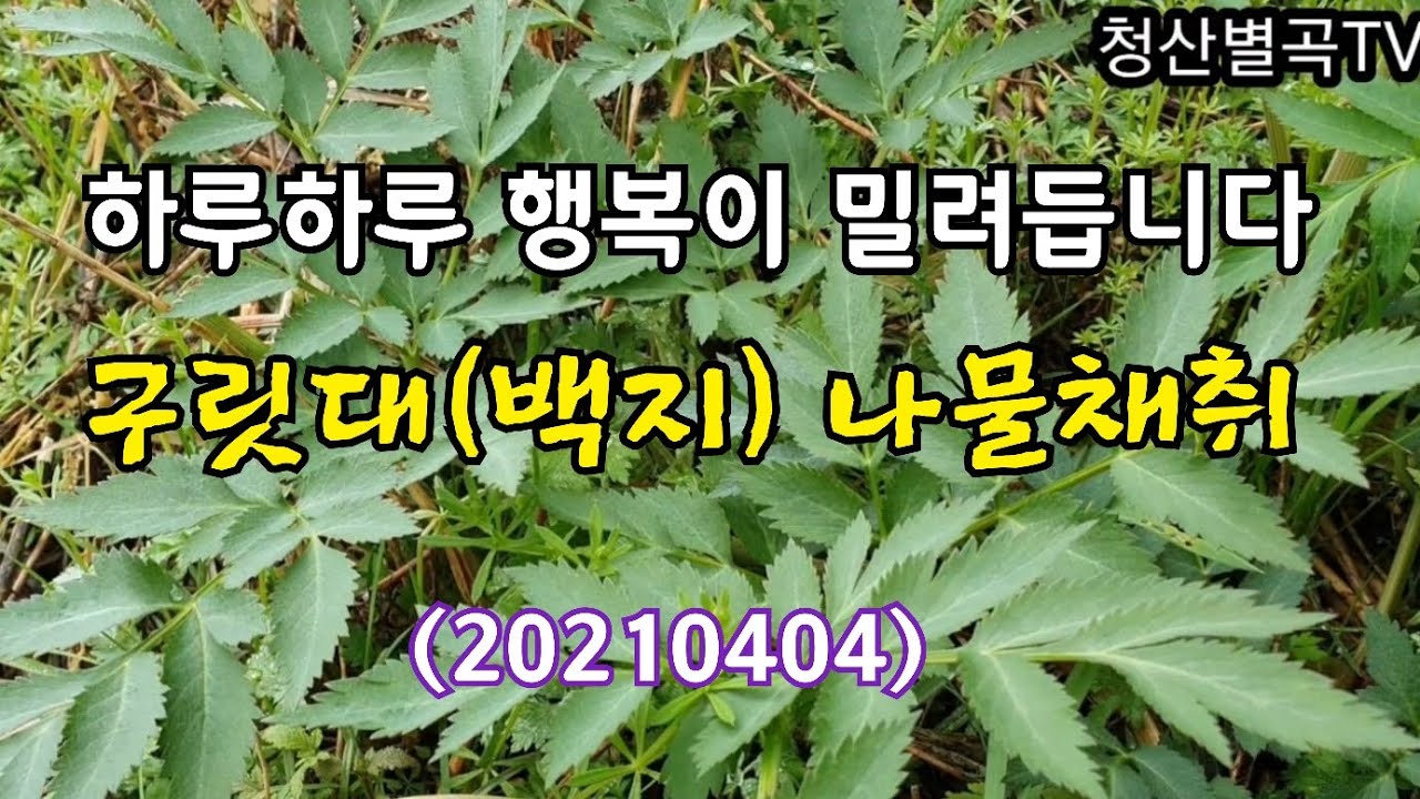 #구릿대(백지) 나물채취영상 20210404 - YouTube