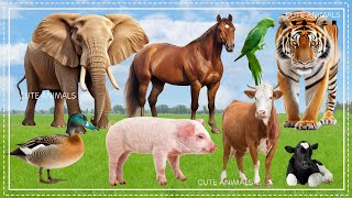 The Funniest Animal Sounds: Elephant, Pig, Leopard, Cow, Goose, Horse,... | Animal Moments