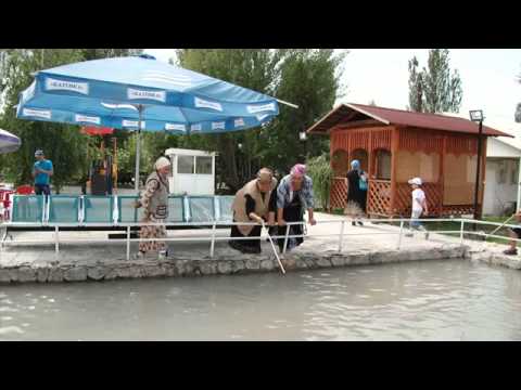 Video: Жапайы келемиштерди кантип кармоо жана багуу