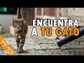 10 Tips Para Buscar A Un Gato Perdido