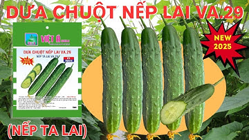Dưa Chuột Nếp Lai VA.29 (NEW 2025) - NẾP TA LAI