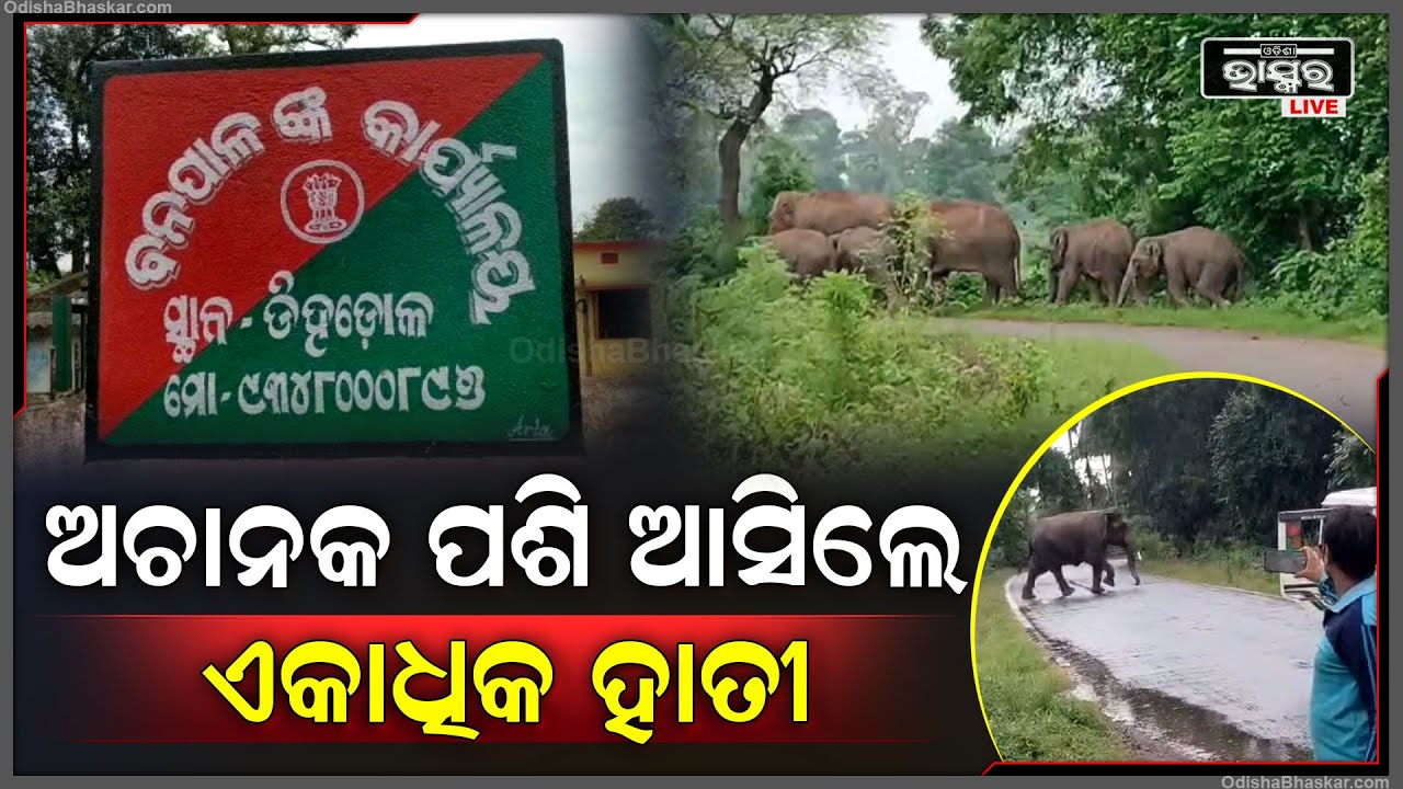ଅଚାନକ ଗାଁ ଭିତରକୁ ପ୍ରବେଶ କଲେ ଏକାଧିକ ହାତୀ, ଛାନିଆ ହେଲେ ଗ୍ରାମବାସୀ