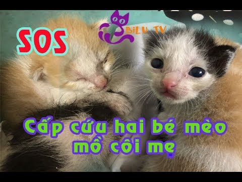 Chăm sóc mèo con| Cấp cứu hai chú mèo con mồ côi mẹ rất đáng thương