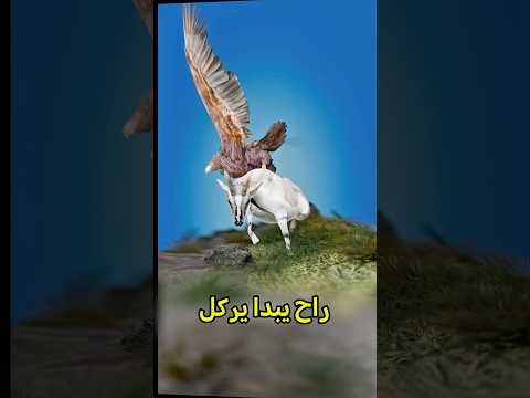 أذكى نسر بتشوفه فحياتك 