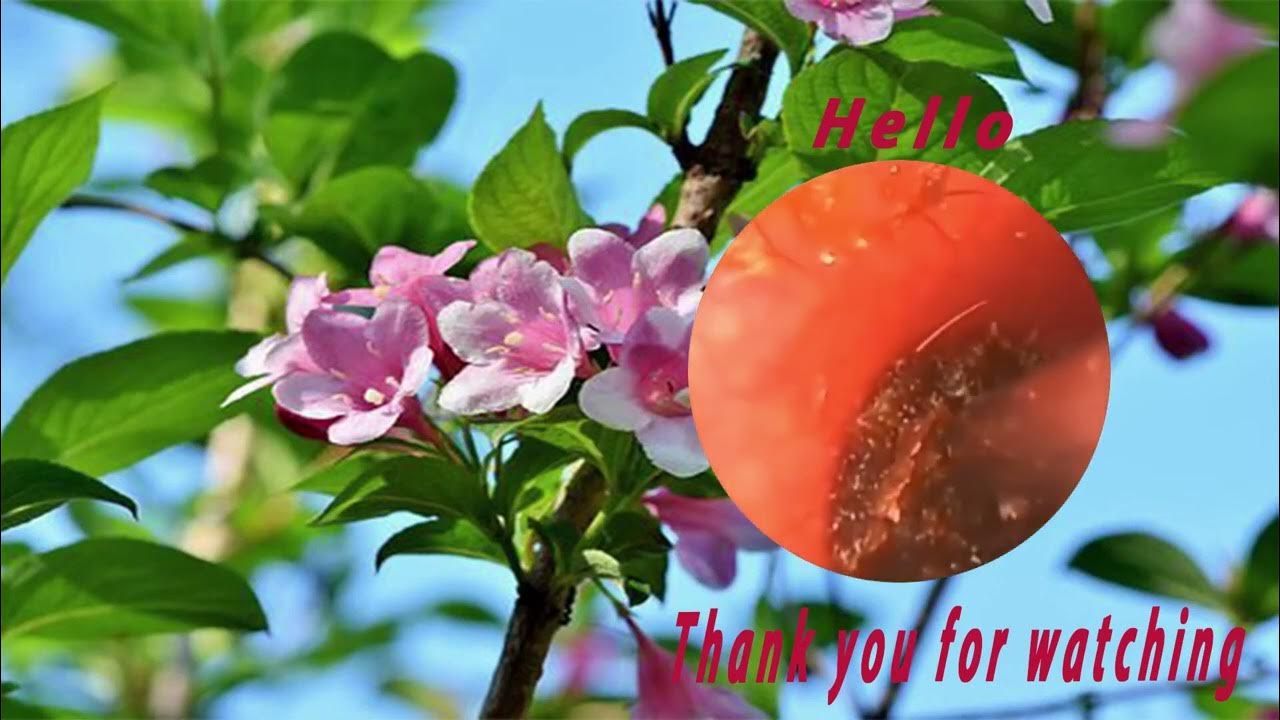 How To removal earwax at home with hydrogen peroxide .ear wax removal