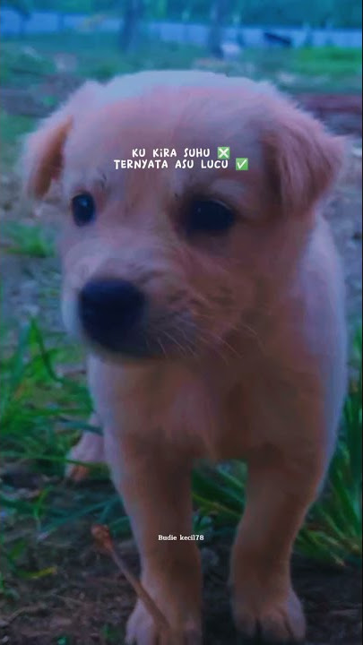 story wa asu lucu kekinian