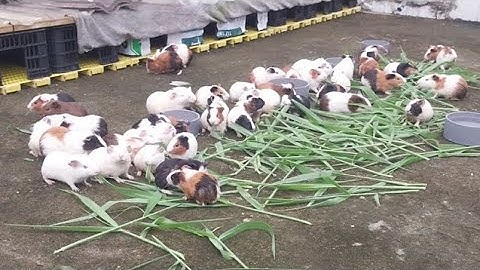 Phần 2 nuôi chuột lang : tự làm chuồng giá rẻ từ A - z cho người mới