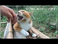 縄張り侵入者をかばった父に抗議する娘猫