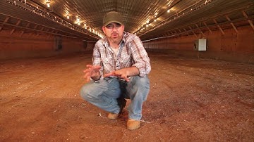 Competitive Exclusion in Poultry