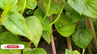 DANGDUT LAWAS TERBAIK MEGGY Z FUL ALBUM