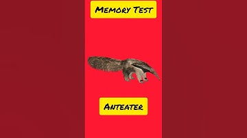 Brain memory test 99% failed 😜 #memorytest #memorytestgame #memorychallenge #braintest #anteater