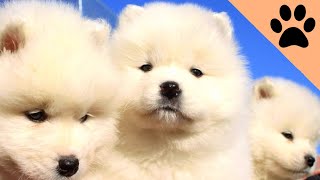 Most Beautiful dog breeds by Dog World 604 views 2 months ago 7 minutes, 25 seconds