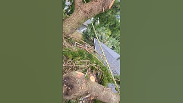 ⚠️ This limb removal was CLEAN 👌🌲🌿 #arborist #rigging #treework #shorts #climber #faller #dangerous