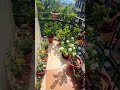 Hot Weather me Plants ka ho raha Bura haal 🪴 #twice #homegardening #youtubeshorts