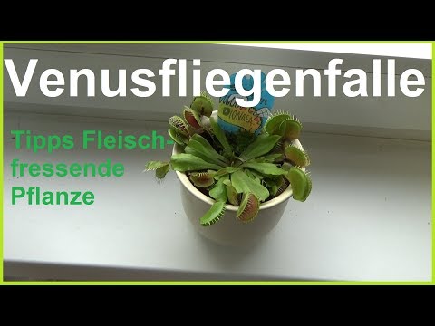 Video: Venusfliegenfalle (47 Fotos): Häusliche Pflege. Wie Züchte Ich Eine Raubblume Für Dionea? Wie Pflegt Und Füttert Man Die Venusfliegenfalle?