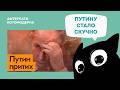 Война наскучила Путину / Котомодерн смотрит