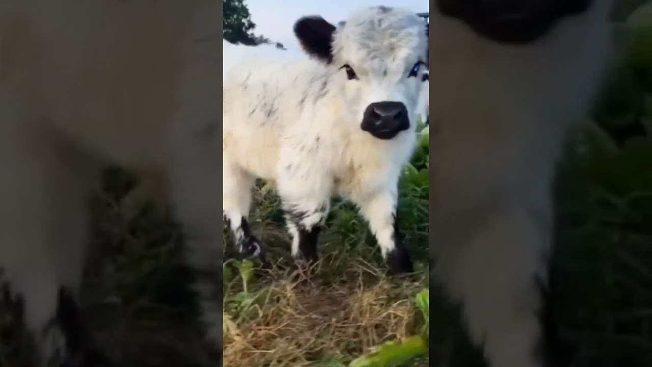 #Calf
