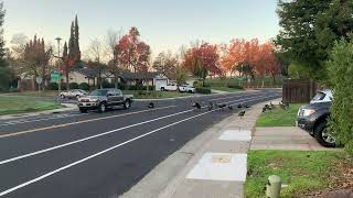 Group of Wild Turkeys Blocking the Road and Controlling Traffic in a Neighborhood