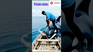 Naik Kepunggung Paus Orca
