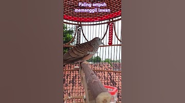 Masteran suara perkutut lokal gacor paling ampuh #perkututgacor #perkututlokalgacor