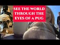 PugCam - GoPro Dog Mount Harness on Pug - Inland Empire Pug Meetup Doggycam - Funny Reactions