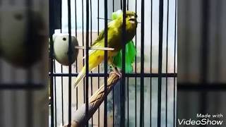 Download Pemancing Kenari Untuk Menjadi Gacor Video MP3 Pemancing Kenari Untuk Menjadi Gacor