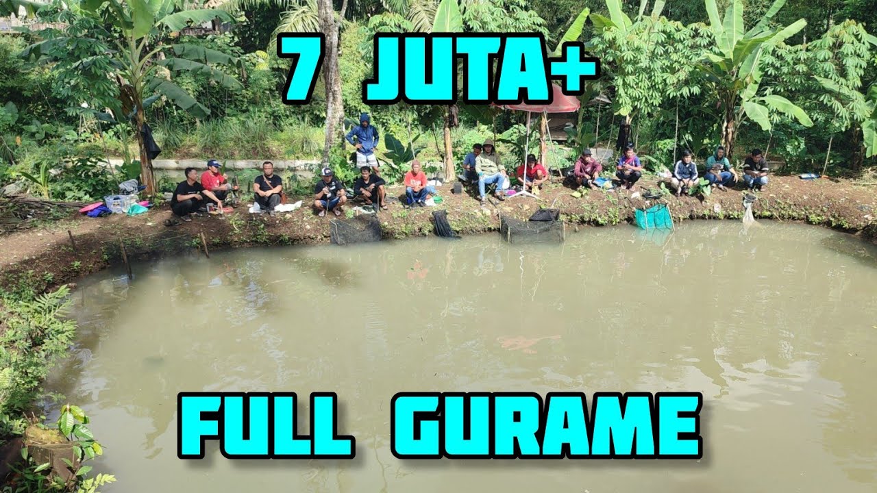 Mancing Borongan Full Ikan Gurame‼️Harga 7 Juta+