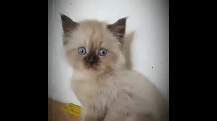 Watch the video about Ready kitten persia himalaya
