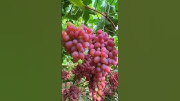 Grape shorts video.🍇#grapefruit #grape #sgorts #vlog