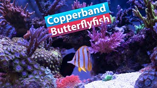 Copperband Butterflyfish