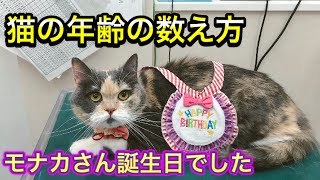 猫の年齢を人間に換算すると？誕生日に先生からプレゼントをもらって迷惑そうな猫が可愛すぎました。