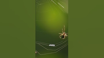 How do SPIDERS make WEBS? 😳🤫 | HOW, PART 2 | #shorts #facts #fact