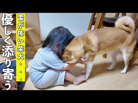 雷が鳴り始め震えが止まらない柴犬に優しく寄り添う2歳児が可愛過ぎましたw