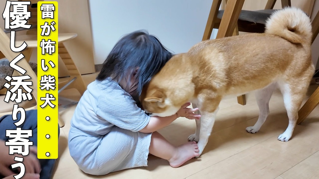 A 2-year-old boy was so cute as he gently snuggled up to a Shiba