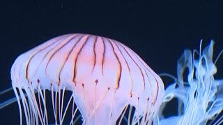 Waltz of the jellyfish