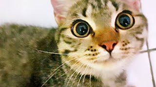 CAT SUPER LOUD PURRING, LOUDEST PURRING I'VE EVER HEARD! by Cats Reporter 333 views 3 years ago 5 minutes, 33 seconds