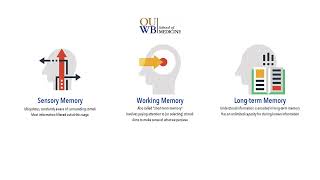 CL3: Stages of Memory