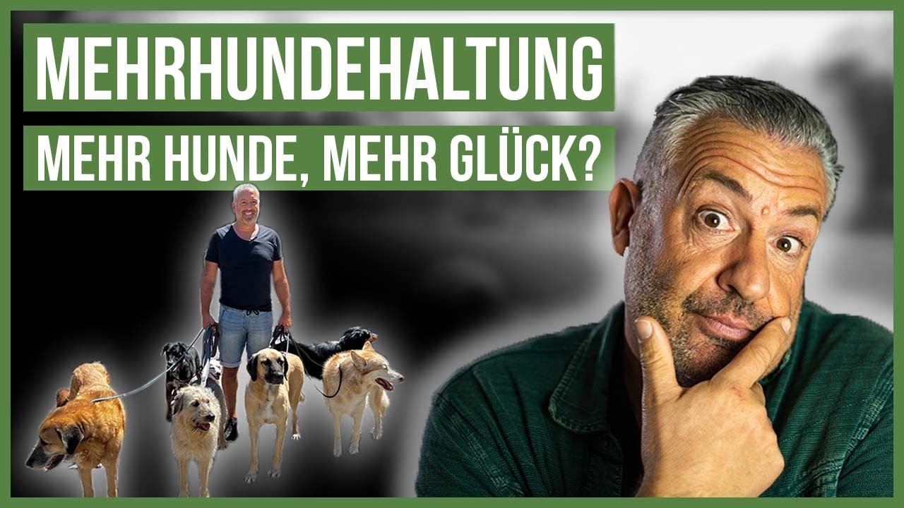 Wann ist der richtige Zeitpunkt für einen Zweithund? Vorteile und Nachteile der Mehrhundehaltung