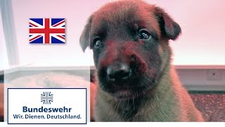 A puppy’s first days – shepherd dogs bred by the Bundeswehr screenshot 1