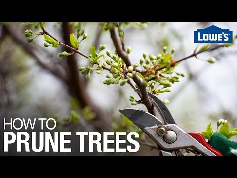 Video: How To Prune Trees In Spring